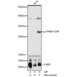 Phospho-FADD-S194 Rabbit pAb