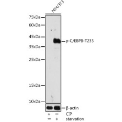 Phospho-C/EBPB-T235 Rabbit pAb