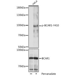 Phospho-BCAR1-Y410 Rabbit pAb