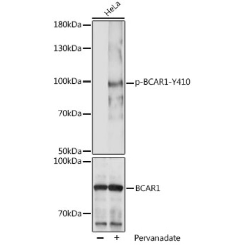 Phospho-BCAR1-Y410 Rabbit pAb