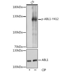 Phospho-c-Abl-Y412 Rabbit pAb