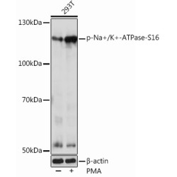 Phospho-Na+/K+-ATPase-S16 Rabbit pAb