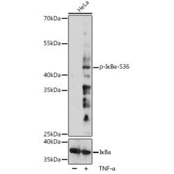 Phospho-IκBα-S36 Rabbit pAb