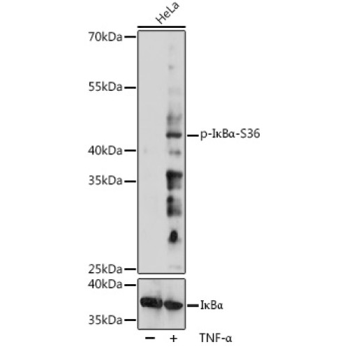 Phospho-IκBα-S36 Rabbit pAb