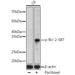 Phospho-Bcl-2-S87 Rabbit pAb