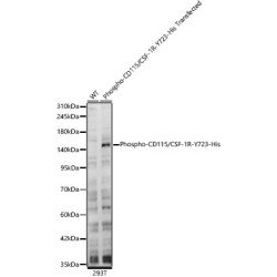 Phospho-CD115/CSF-1R-Y723 Rabbit pAb