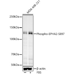 Phospho-EPHA2-S897 Rabbit pAb