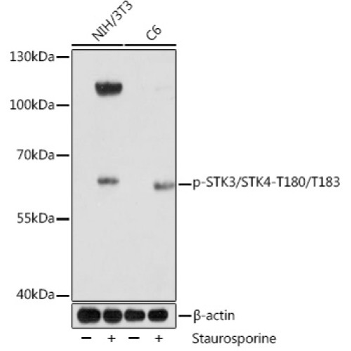 Phospho-STK3/STK4-T180/T183 Rabbit pAb