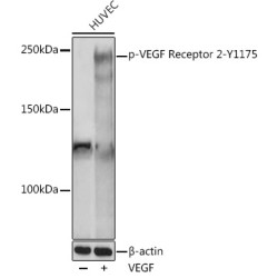 Phospho-VEGF Receptor 2-Y1175 Rabbit pAb