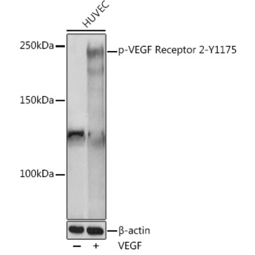 Phospho-VEGF Receptor 2-Y1175 Rabbit pAb