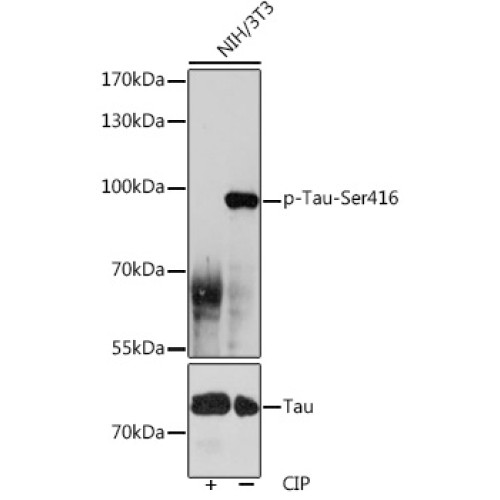 Phospho-Tau-Ser416 Rabbit pAb