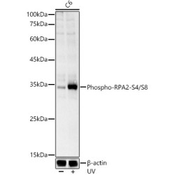 Phospho-RPA2-S4/S8 Rabbit pAb
