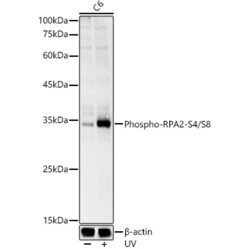 Phospho-RPA2-S4/S8 Rabbit pAb