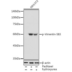 Phospho-Vimentin-S83 Rabbit pAb