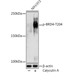 Phospho-BRD4-T204 Rabbit pAb