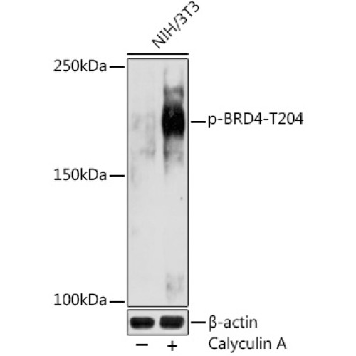 Phospho-BRD4-T204 Rabbit pAb