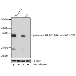 Phospho-Histone H1.3-T17/Histone H1.4-T17 Rabbit mAb