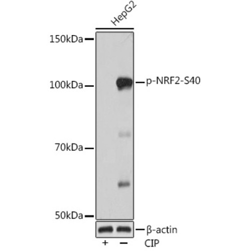 Phospho-NRF2-S40 Rabbit mAb