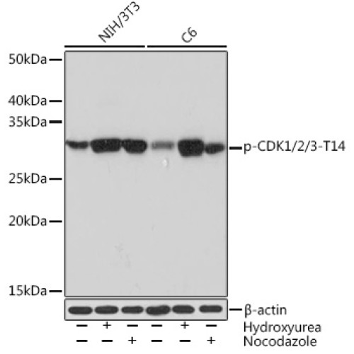 Phospho-CDK1/2/3-T14 Rabbit mAb