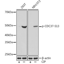 Phospho-CDC37-S13 Rabbit mAb