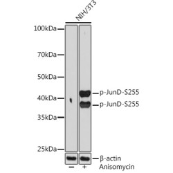 Phospho-JunD-S255 Rabbit mAb
