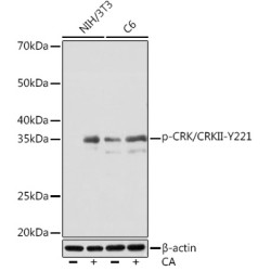 Phospho-CRK/CRKII-Y221 Rabbit mAb
