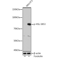 Phospho-HSL-S853 Rabbit mAb