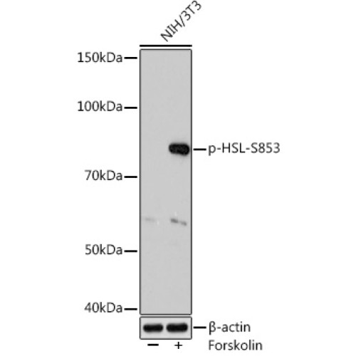 Phospho-HSL-S853 Rabbit mAb