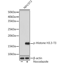 Phospho-Histone H3.3-T3 Rabbit mAb