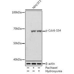 Phospho-Cdc6-S54 Rabbit mAb