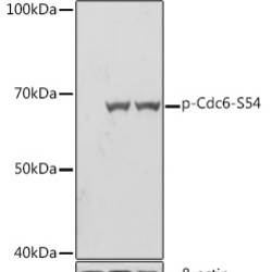Phospho-Cdc6-S54 Rabbit mAb