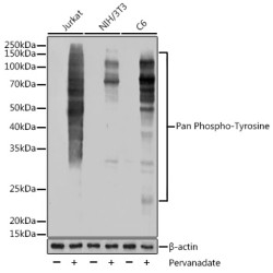 Pan Phospho-Tyrosine Rabbit mAb