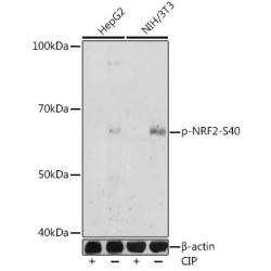 Phospho-NRF2-S40 Rabbit pAb