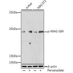 Phospho-KRAS-S89 Rabbit pAb