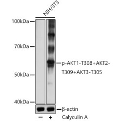 Phospho-AKT1-T308+AKT2-T309+AKT3-T305 Rabbit pAb