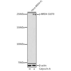 Phospho-BRD4-S1070 Rabbit pAb