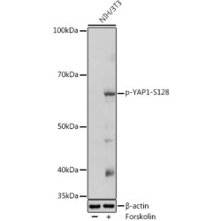 Phospho-YAP1-S128 Rabbit pAb