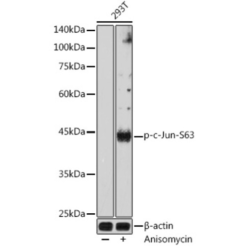 Phospho-c-Jun-S63 Rabbit pAb