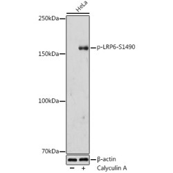 Phospho-LRP6-S1490 Rabbit pAb