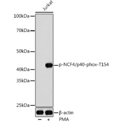 Phospho-NCF4/p40-phox-T154 Rabbit pAb
