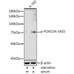 Phospho-FOXO3A-S425 Rabbit pAb