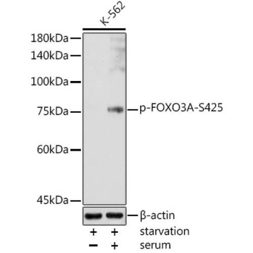 Phospho-FOXO3A-S425 Rabbit pAb