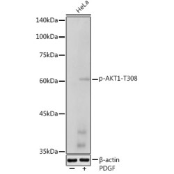 Phospho-AKT1-T308 Rabbit pAb