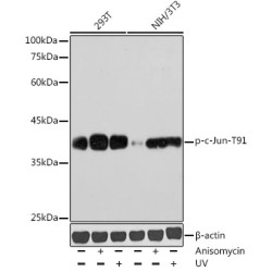 Phospho-c-Jun-T91 Rabbit pAb