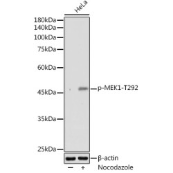 Phospho-MEK1-T292 Rabbit pAb