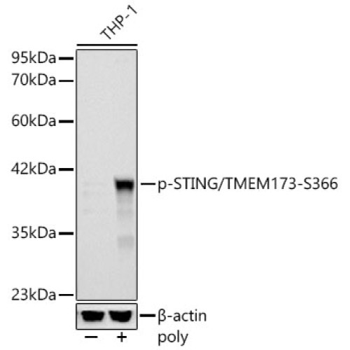 Phospho-STING/TMEM173-S366 Rabbit pAb