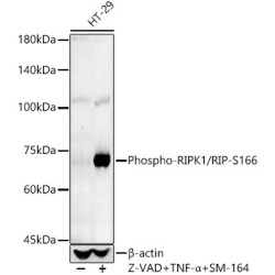 Phospho-RIPK1/RIP-S166 Rabbit pAb