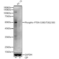 Phospho-PTEN-S380/T382/383 Rabbit pAb