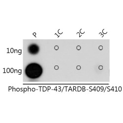 Phospho-TDP-43/TARDBP-S409/S410 Rabbit pAb