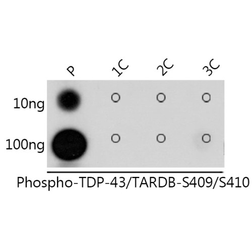 Phospho-TDP-43/TARDBP-S409/S410 Rabbit pAb
